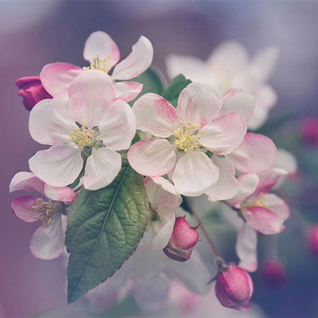 The 3 best gardening tips for beginners