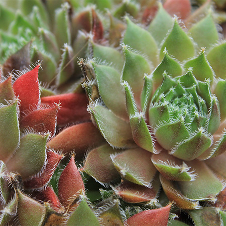 7 Tips for creating a water wise garden
