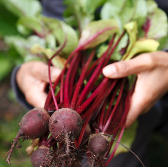 Gardening tips for veggies